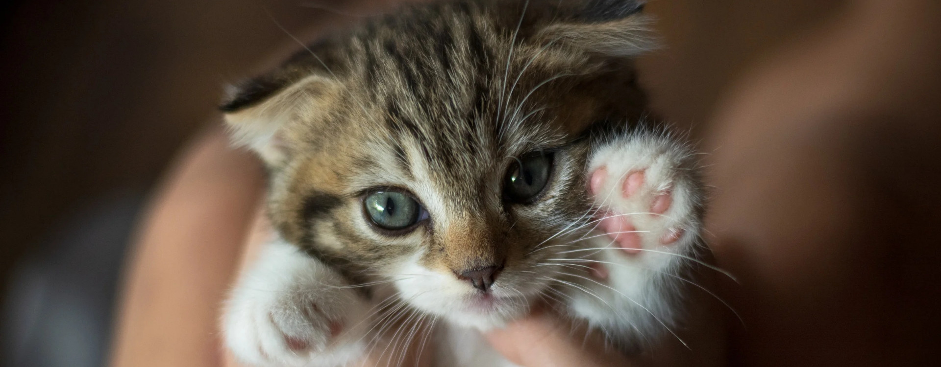 Γάτα στο σπίτι πρώτη φορά; Όλα όσα πρέπει να γνωρίζετε!