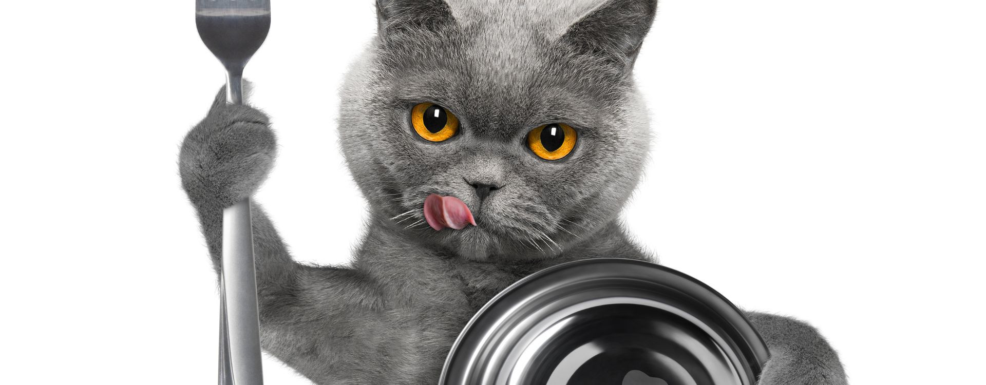 Grain free ξηρές τροφές: Είναι καλές για τη γατούλα σας;