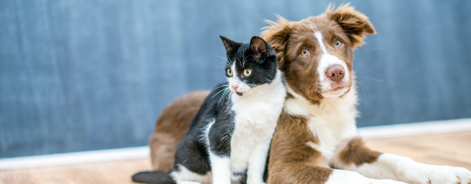 Κατοικίδια και Άγχος: Πως να αναγνωρίσετε τα σημάδια