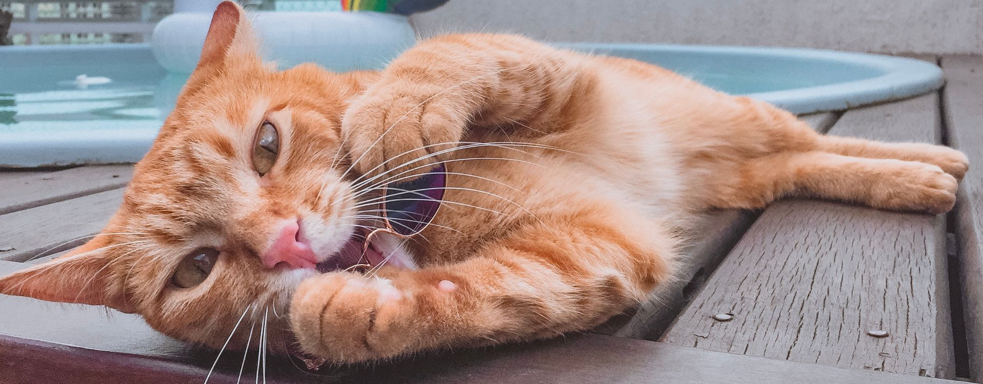 Κρατήστε τα κατοικίδια ζώα ασφαλή στη ζέστη