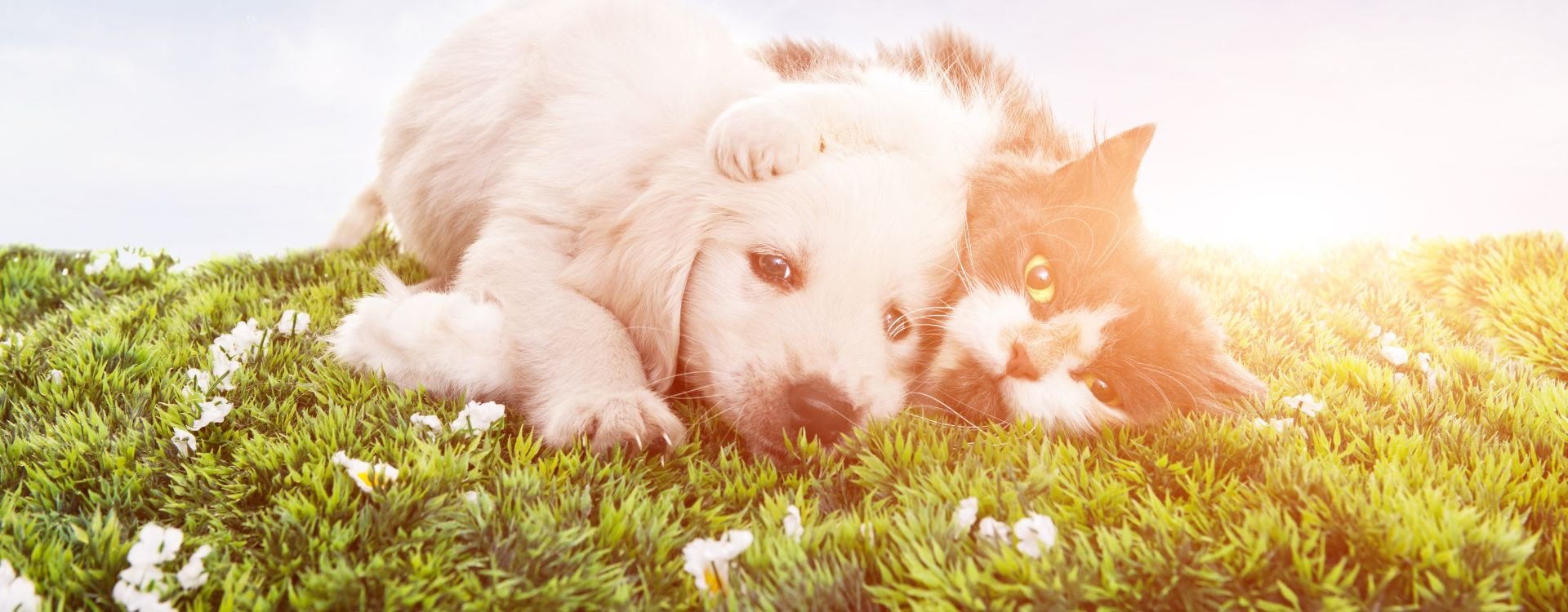 Είναι το κατοικίδιό σας έτοιμο για την άνοιξη;