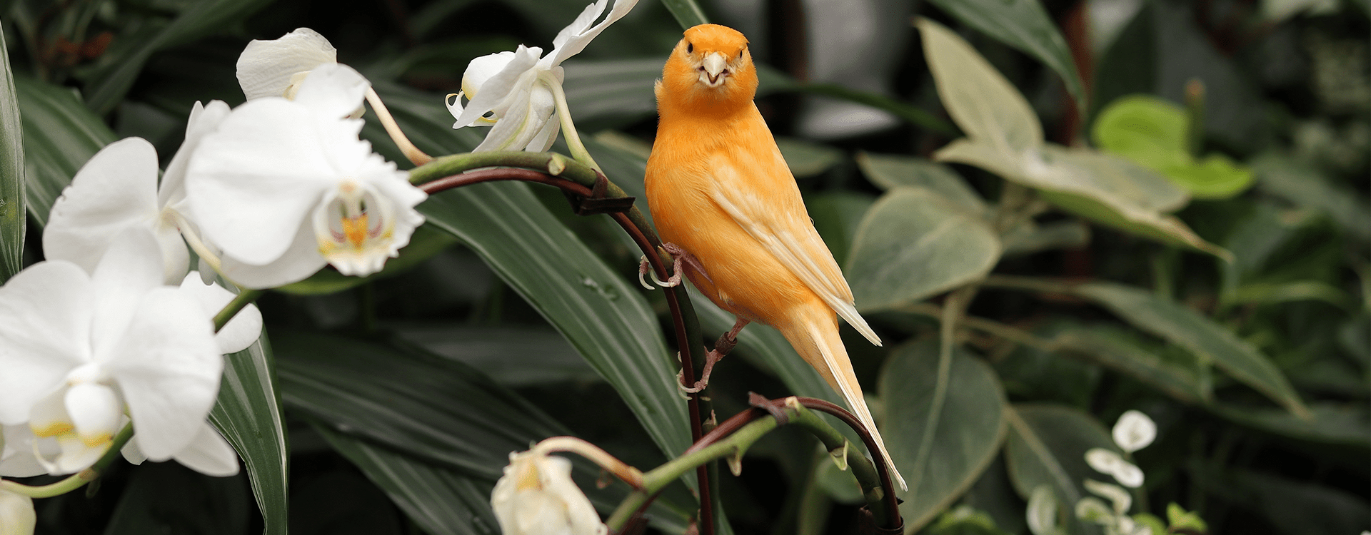 Τα καναρίνια ως κατοικίδια