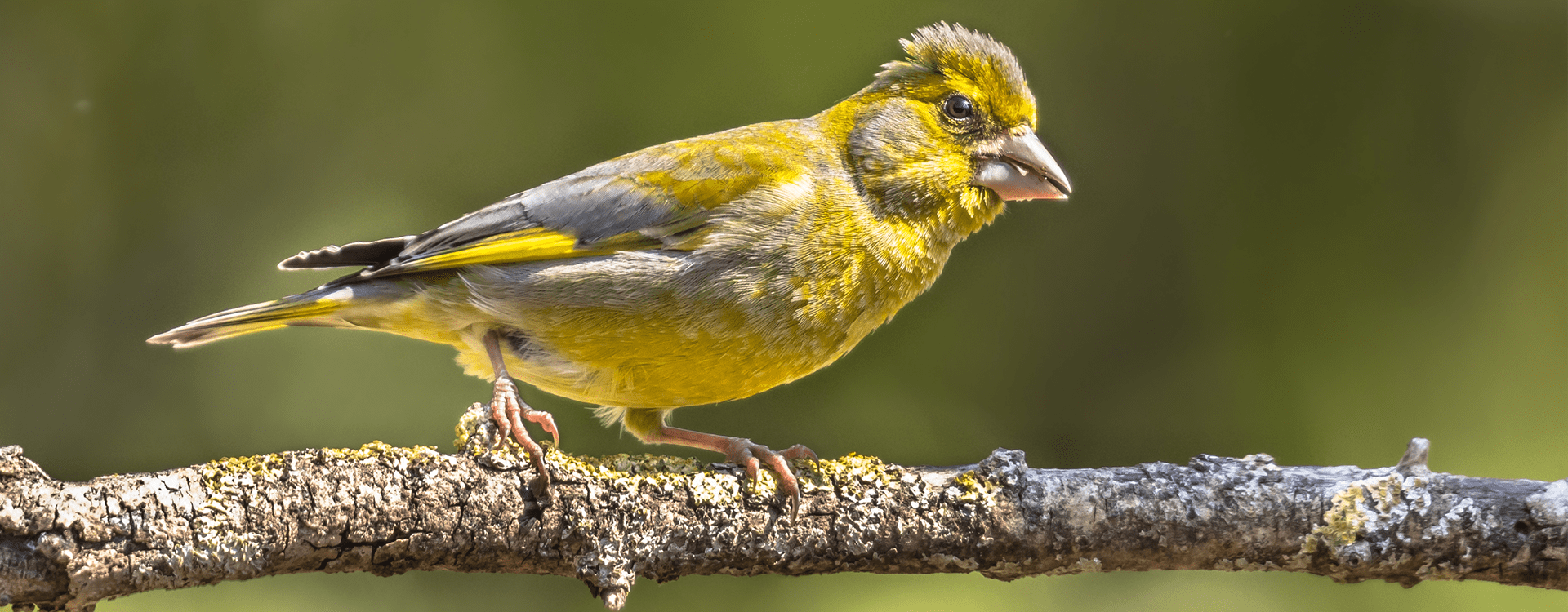 Υπερήφανος φλώρος
