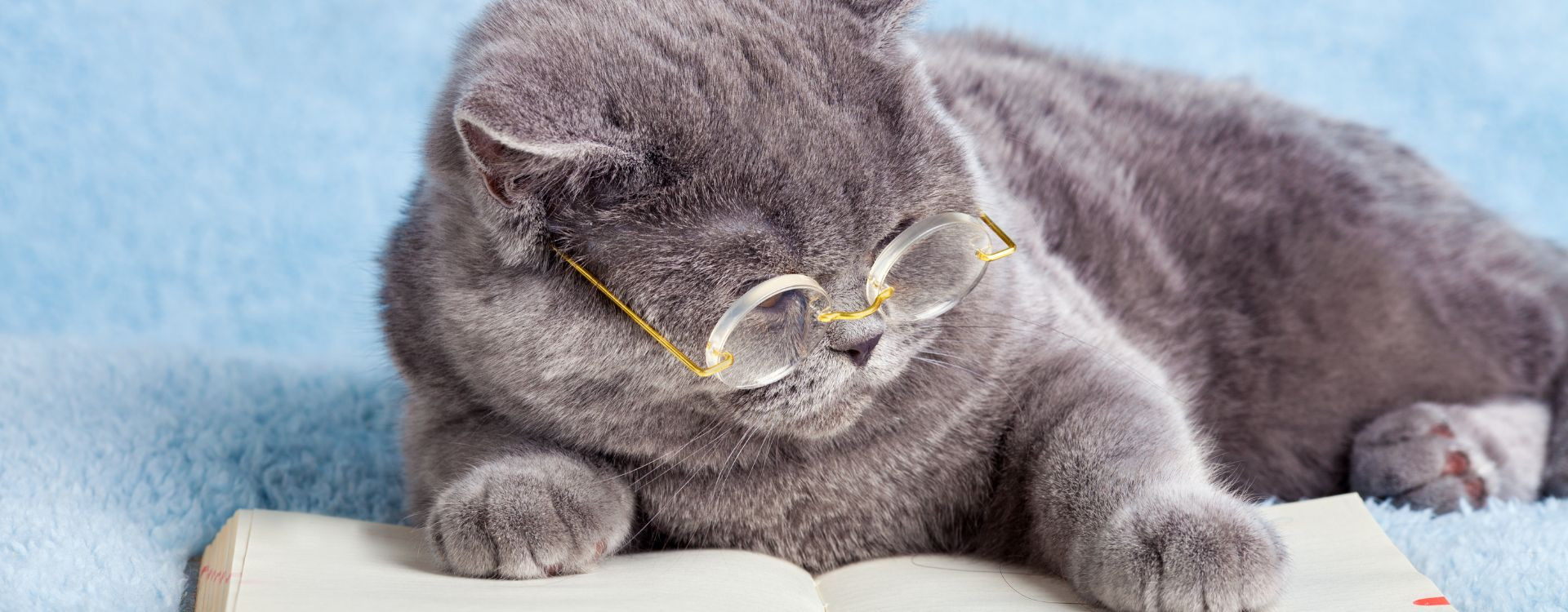 Πως να εκπαιδεύσετε την ψιψίνα σας