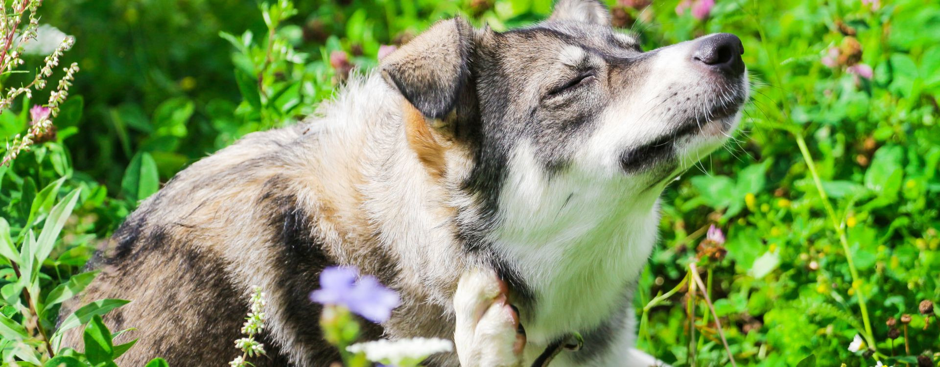Σκύλος και Αλλεργίες – Τι πρέπει να κάνεις