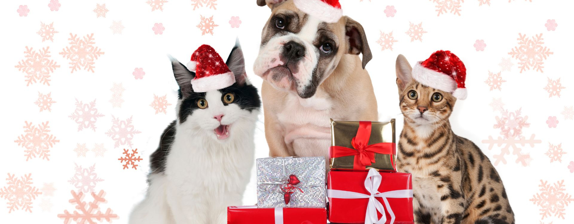 Κατοικίδια και Χριστούγεννα: Οδηγός Επιβίωσης!