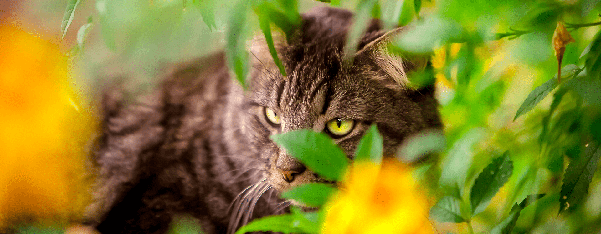Γάτα που κρύβεται