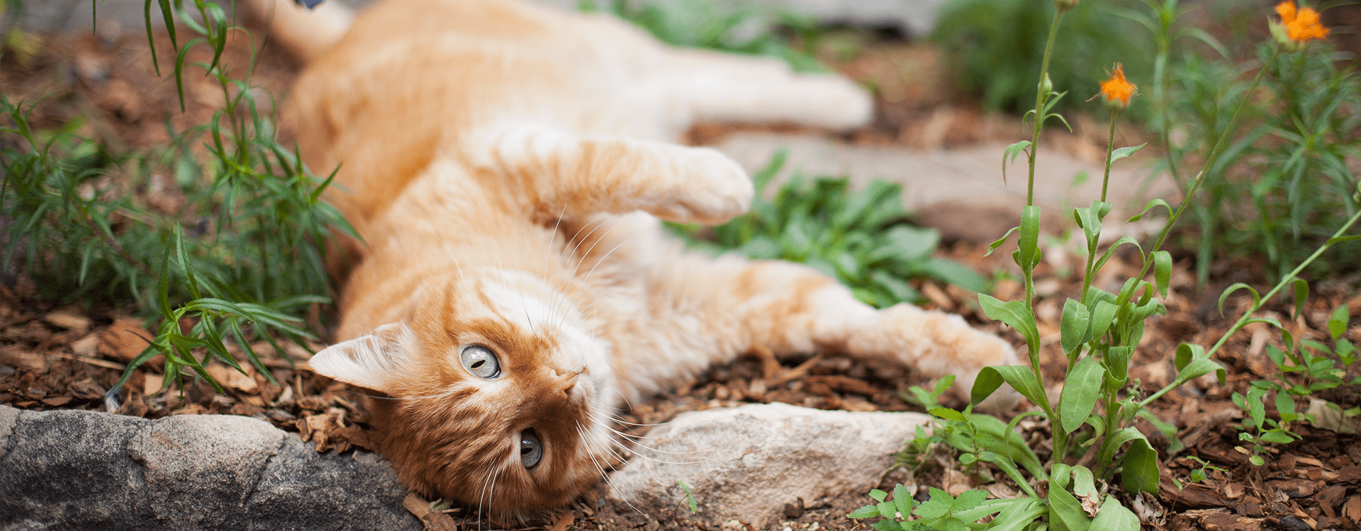 Η συμπεριφορά της γάτας