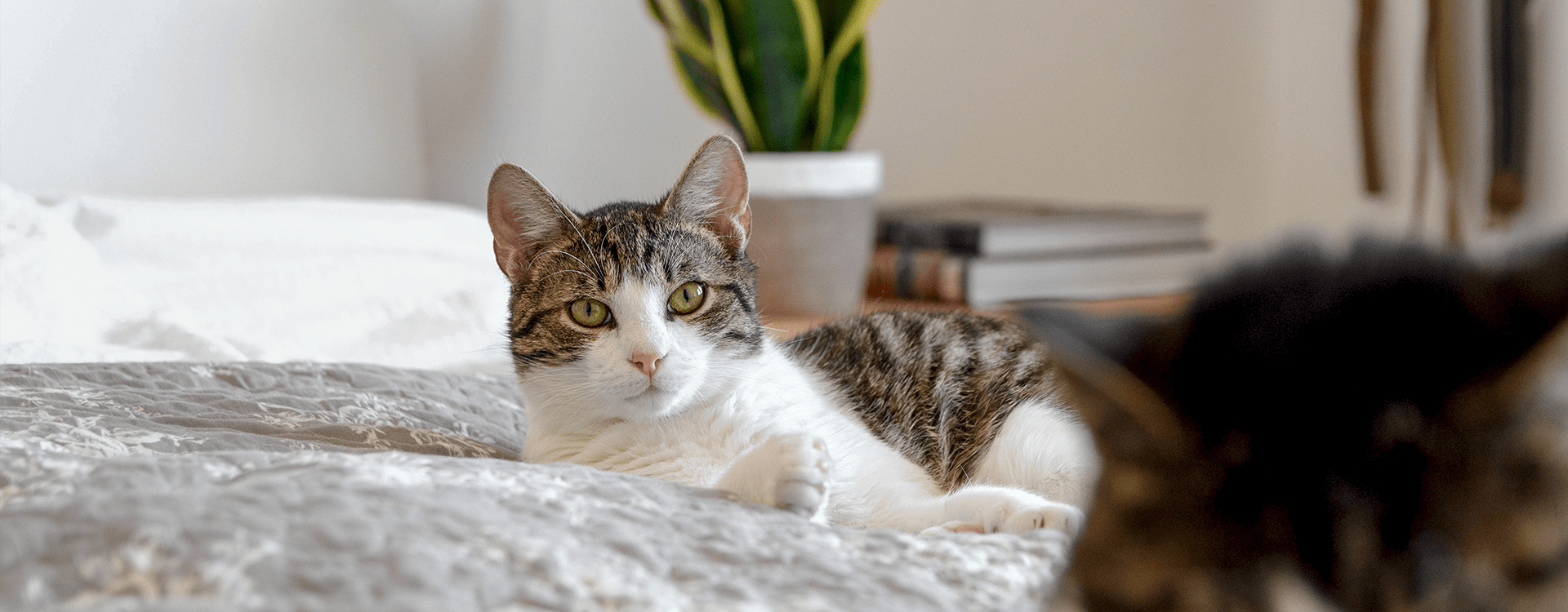 Φέρνοντας μια γάτα σπίτι