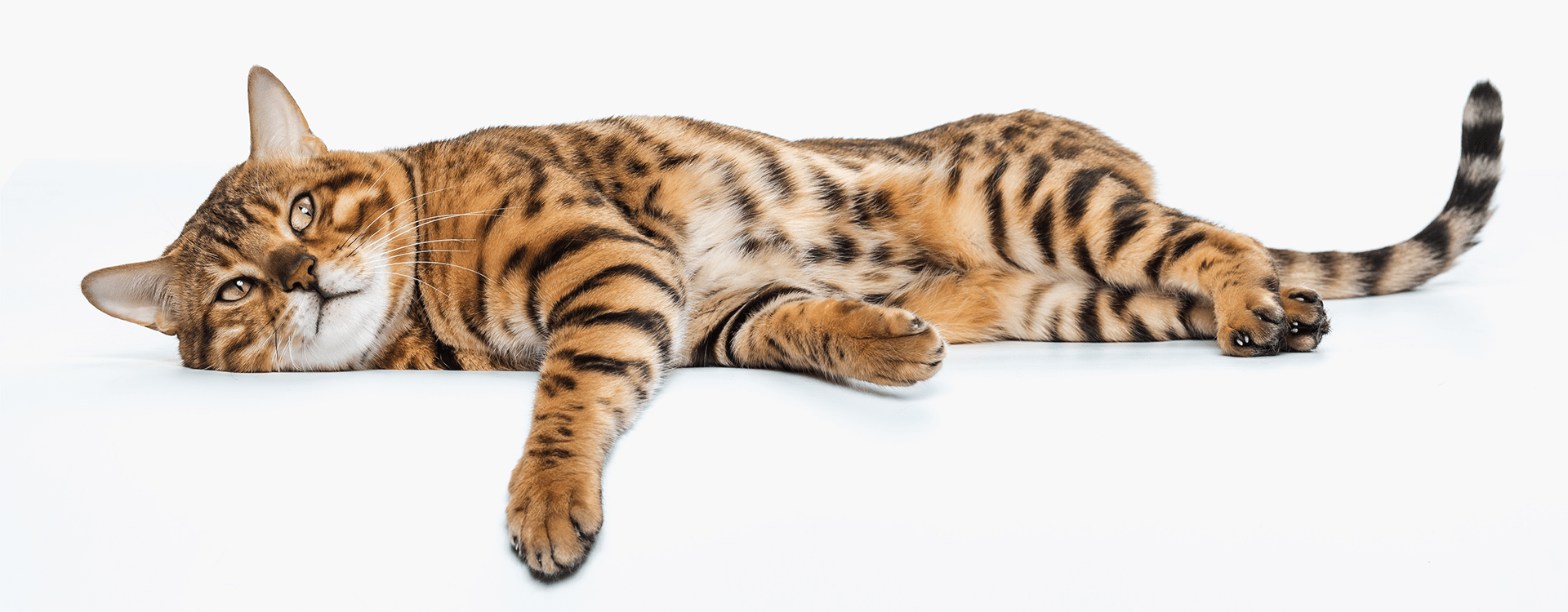 Τι γάτα να πάρω