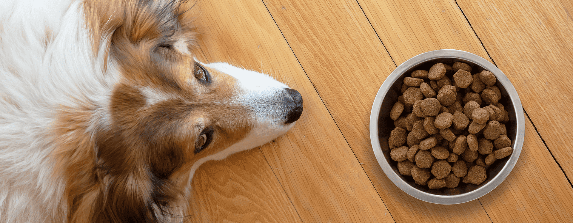 Σκύλος και διατροφή
