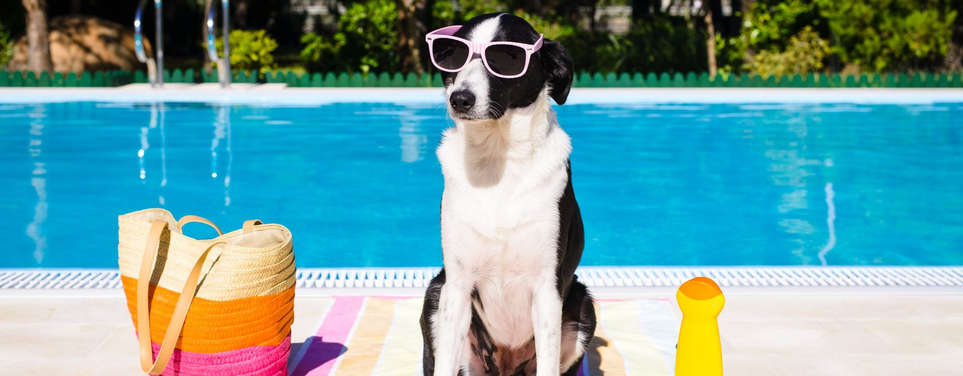 Φροντίδα κατοικίδιων ζώων: 5 λάθη που πρέπει να αποφύγετε κατά την καλοκαιρινή περίοδο