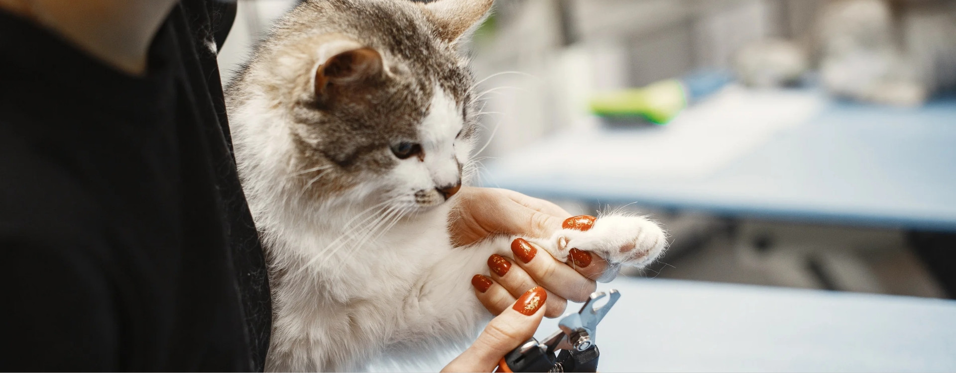 Πως να κάνετε πεντικιούρ στη γάτα σας