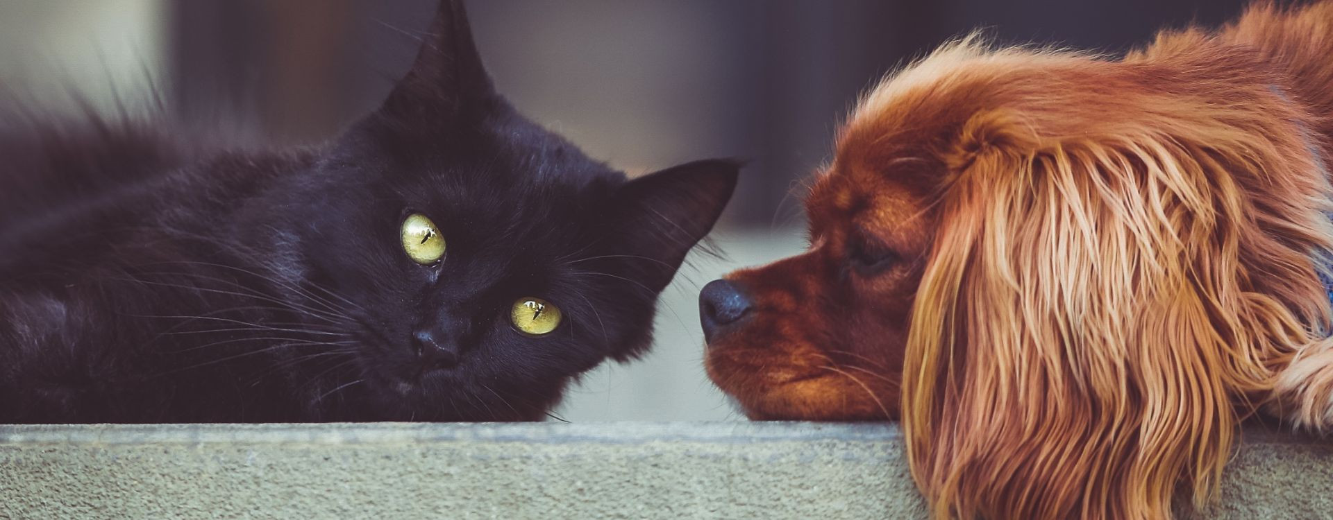 Είναι ασφαλές να δίνετε φρούτα σε γάτες και σκύλους;