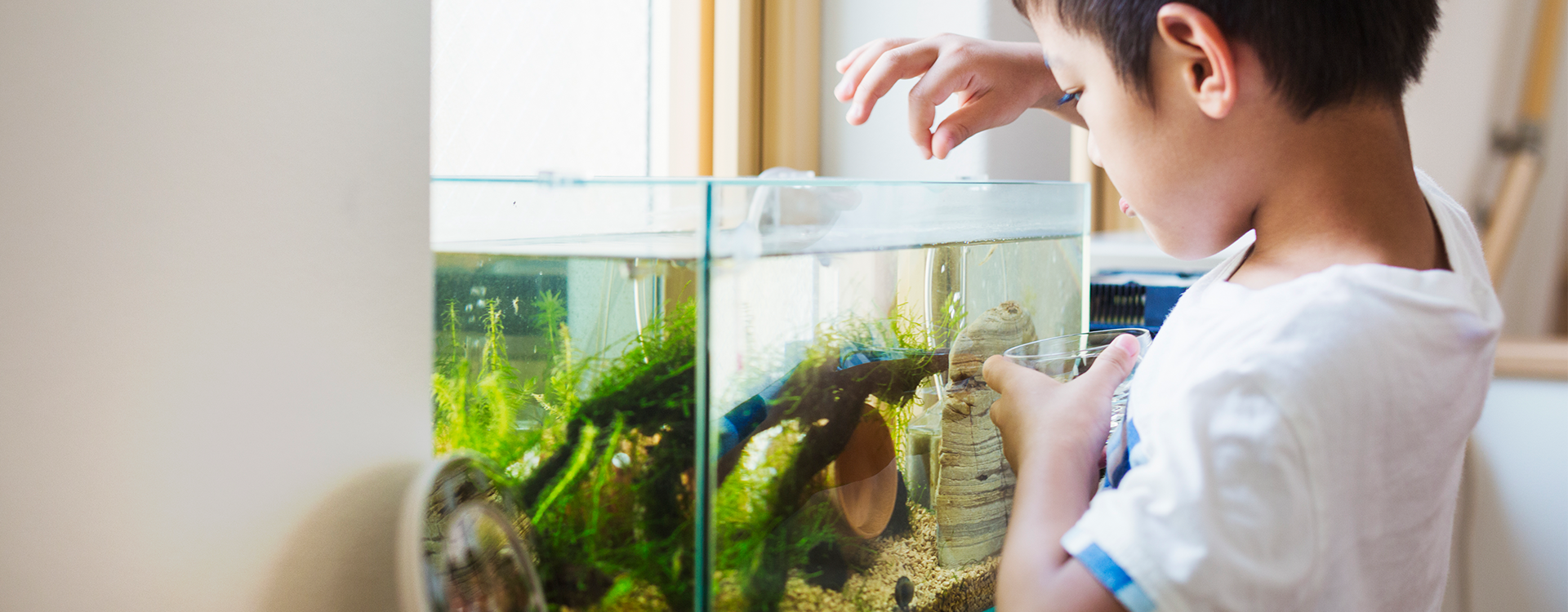 Το τάισμα των ψαριών