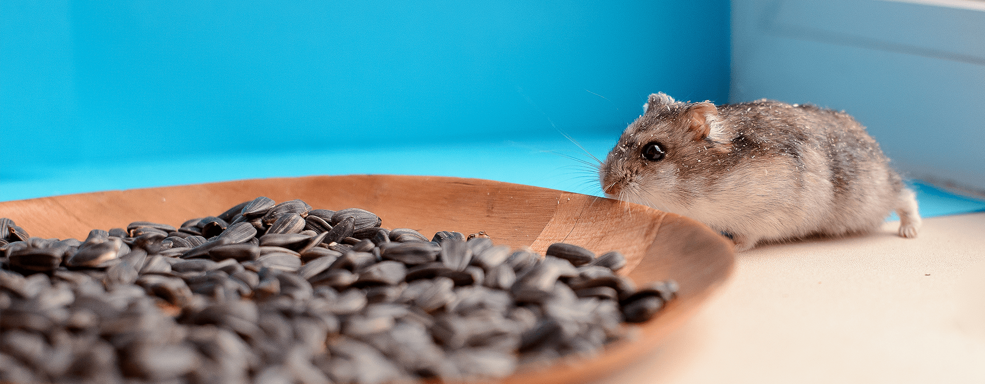 Χάμστερ - Το μικρό κατοικίδιο με τους μεγάλους κινδύνους
