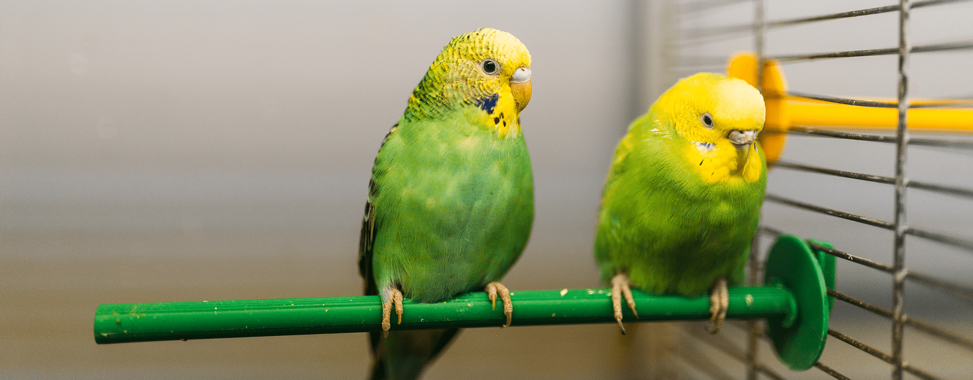 Κατοικίδιοι παπαγάλοι