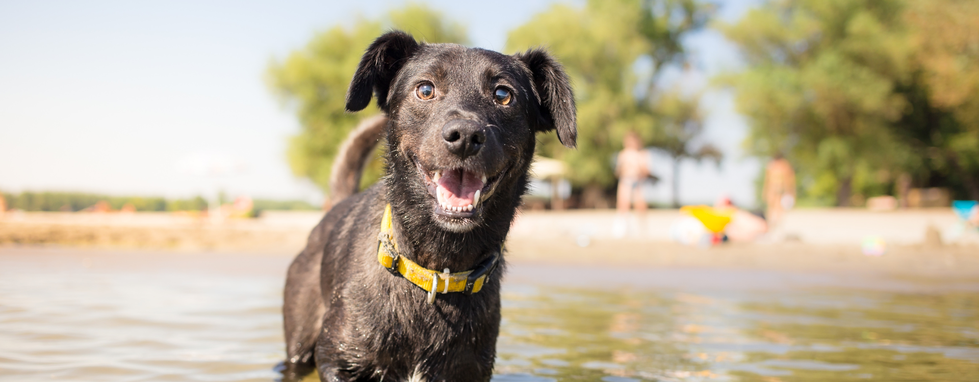 Καλοκαίρι και κατοικίδια: Συμβουλές για την καλοκαιρινή φροντίδα τους