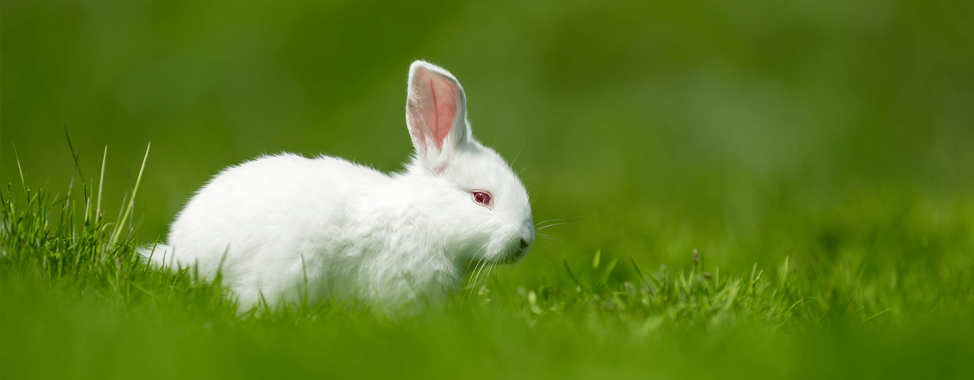 Κατοικίδιο κουνέλι