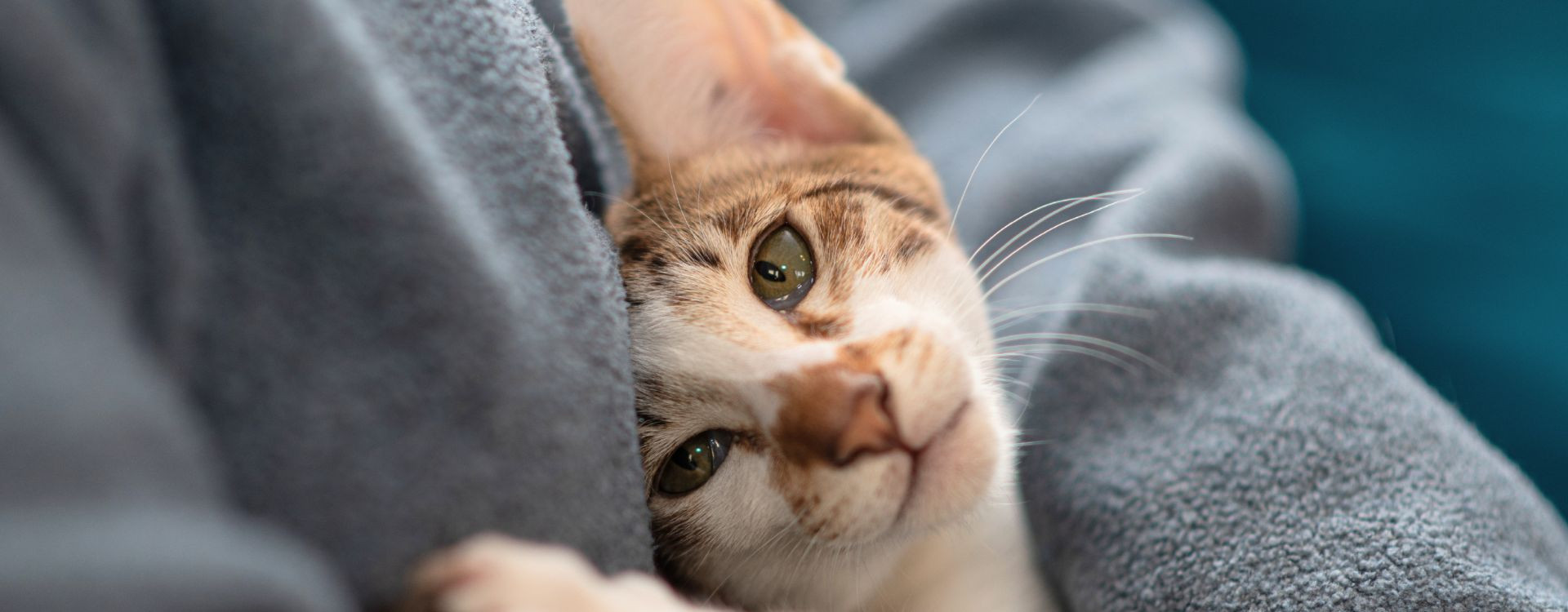 Η καλύτερη ξηρή τροφή για στειρωμένες γάτες