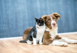 Κατοικίδια και Άγχος: Πως να αναγνωρίσετε τα σημάδια