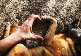 Τα οφέλη των κατοικίδιων ζώων για την υγεία και τη διάθεση