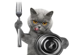 Grain free ξηρές τροφές: Είναι καλές για τη γατούλα σας;