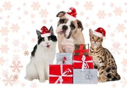 Κατοικίδια και Χριστούγεννα: Οδηγός Επιβίωσης!