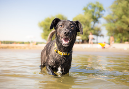 Καλοκαίρι και κατοικίδια: Συμβουλές για την καλοκαιρινή φροντίδα τους