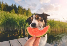 11 καλοκαιρινά τρόφιμα που δεν πρέπει ποτέ να μοιραστείτε με το σκύλο σας και 5 που μπορείτε