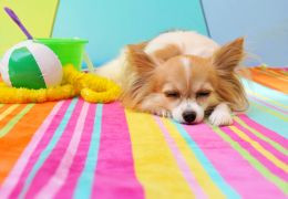 Κρατήστε τα κατοικίδια ζώα ασφαλή στη ζέστη