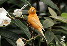 Τα καναρίνια ως κατοικίδια