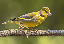 Υπερήφανος φλώρος