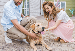 Υιοθεσία σκύλου