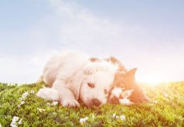 Είναι το κατοικίδιό σας έτοιμο για την άνοιξη;