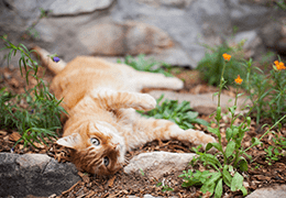 Η συμπεριφορά της γάτας