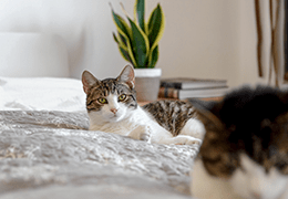 Φέρνοντας μια γάτα σπίτι