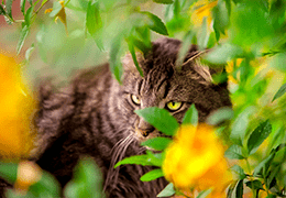 Γάτα που κρύβεται