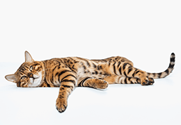 Τι γάτα να πάρω