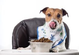 Σκύλοι & διατροφή. Τι πρέπει να γνωρίζετε
