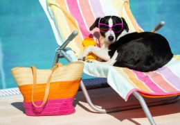 Φροντίδα κατοικίδιων ζώων: 5 λάθη που πρέπει να αποφύγετε κατά την καλοκαιρινή περίοδο