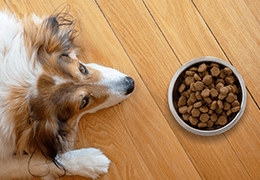 Σκύλος και διατροφή