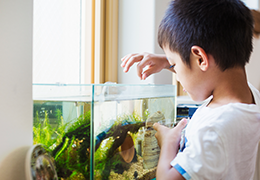 Το τάισμα των ψαριών