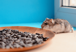 Χάμστερ - Το μικρό κατοικίδιο με τους μεγάλους κινδύνους