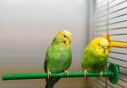 Κατοικίδιοι παπαγάλοι