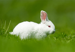 Κατοικίδιο κουνέλι