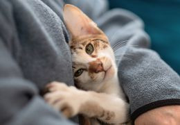 Η καλύτερη ξηρή τροφή για στειρωμένες γάτες