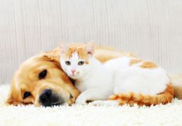 Σκύλοι και γάτες: Ένας φθινοπωρινός οδηγός ασφάλειας!