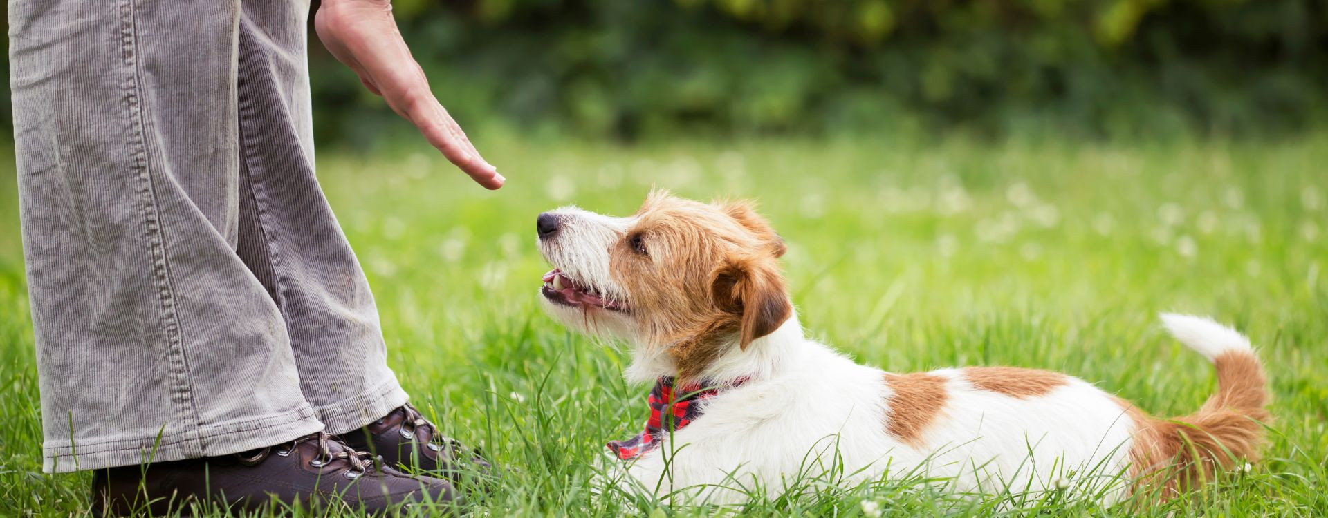 Εκπαίδευση Σκύλου: Τι πρέπει να γνωρίζετε;