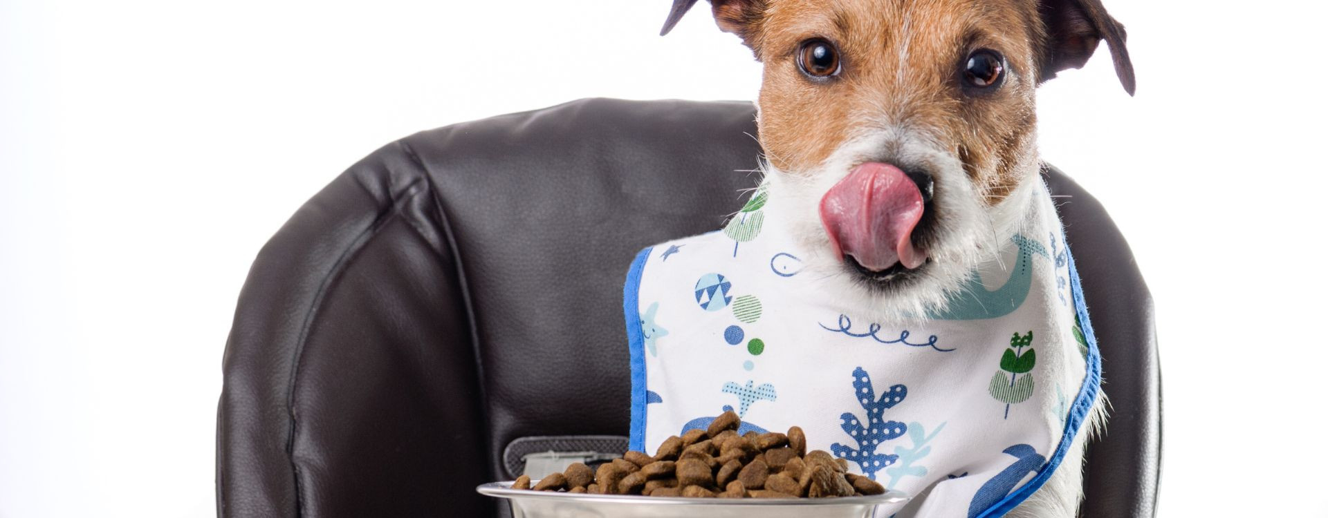 Σκύλοι & διατροφή. Τι πρέπει να γνωρίζετε